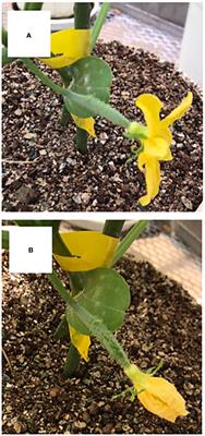 Expression of candidate marker genes of sugar starvation is upregulated in growth-suppressed parthenocarpic cucumber fruit. Novel gene markers for sugar starvation in growth-suppressed cucumber fruit